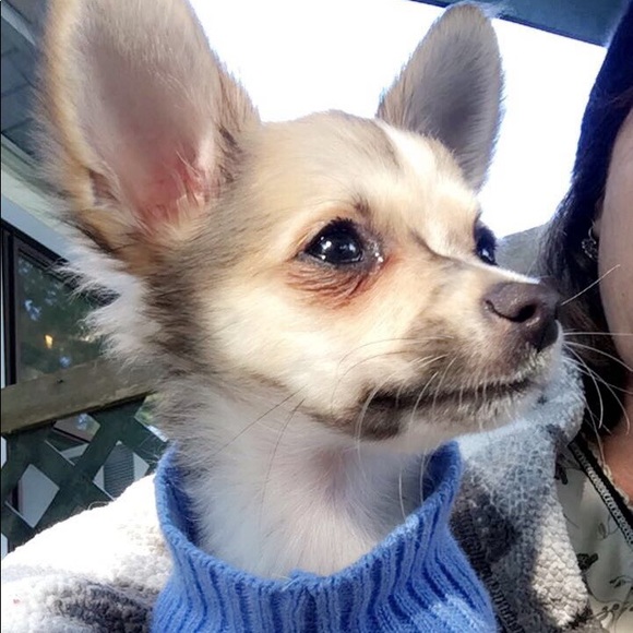 Meet your Posher, Diana - Picture 8 of 9